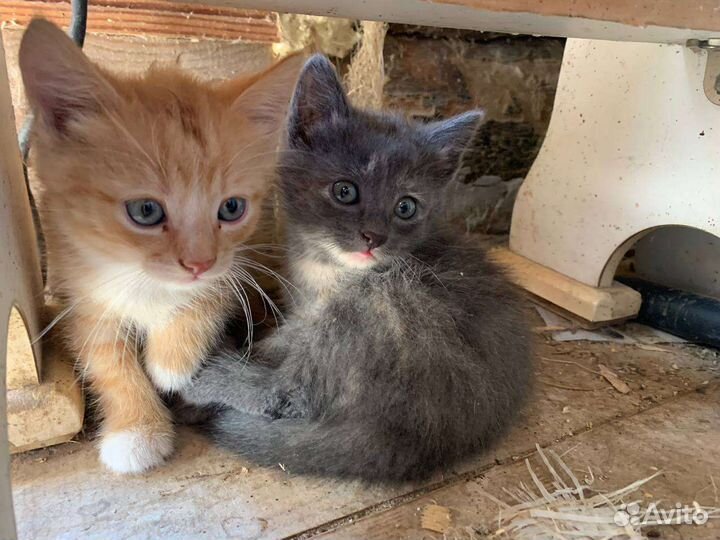 Котята в добрые руки