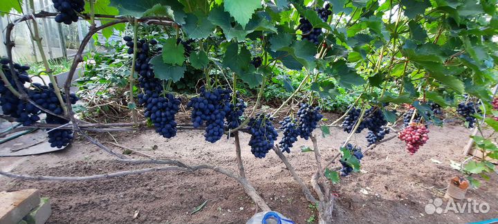 Вегетирующие саженцы винограда