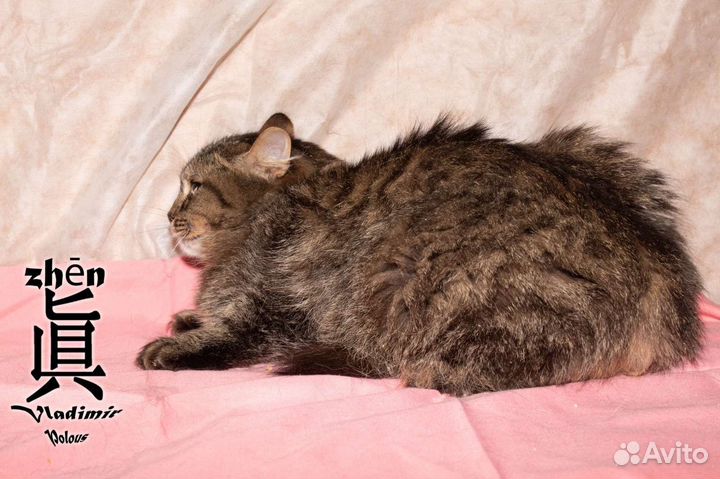 Кошечка в добрые руки