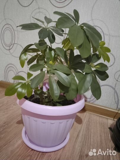 Комнатные цветы шефлера