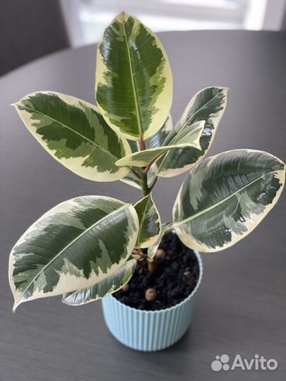 Фикус Эластика Тинеке