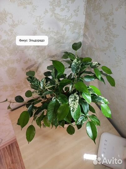 Фикусы сортовые (Эльдорадо, Нина и т.д.)