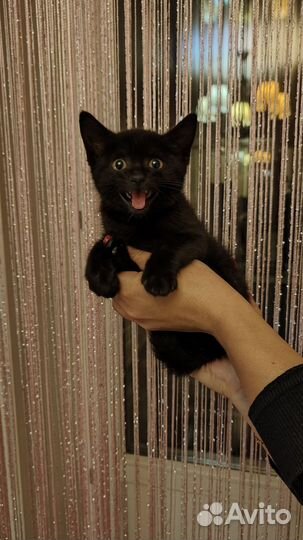 Кошка в дар