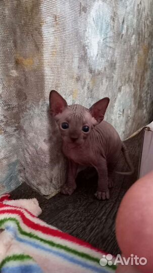 Канадский сфинкс котенок
