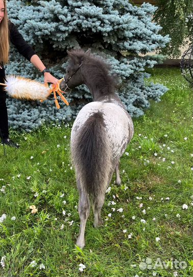 Американская миниатюрная лошадь (мини-пони)