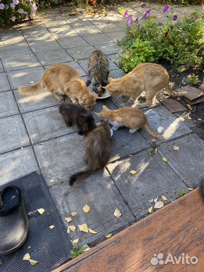 Котята в добрые руки даром