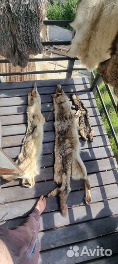 Шкура волка