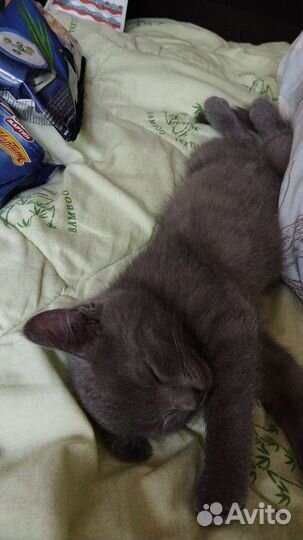 Отдам котенка в добрые руки