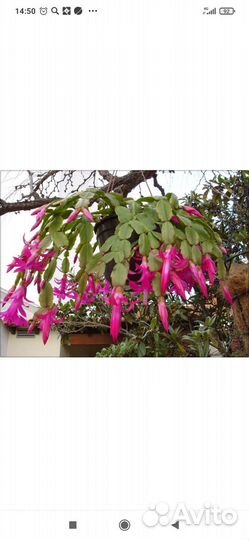 Декабрист зигокактус