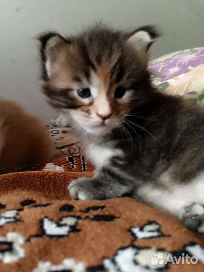 Котята мэйн кун