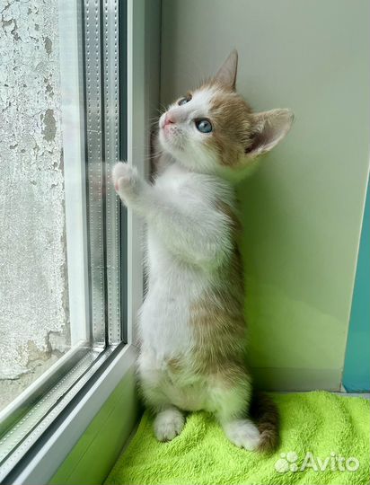 Бело-рыжий Фунтик