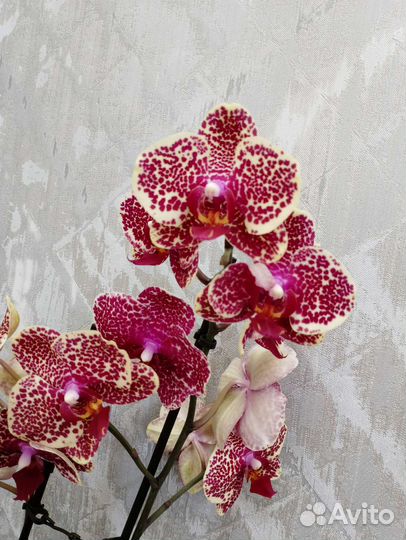 Орхидея фаленопсис Ред Сезам