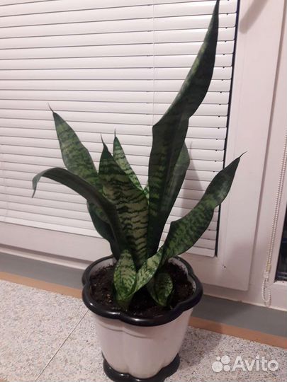 Сансевиерия щучий хвост