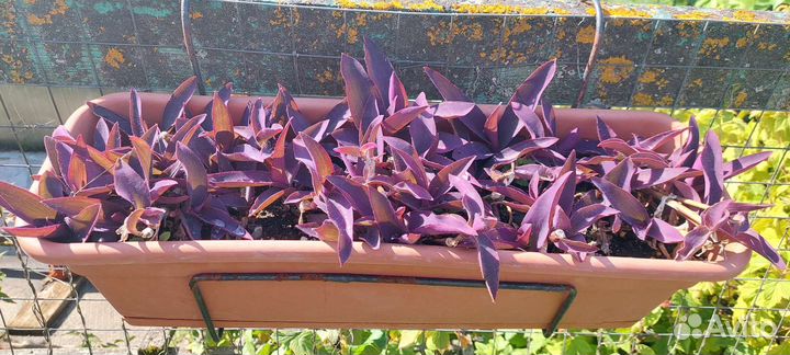 Продам/обменяю Традесканцию пурпурную