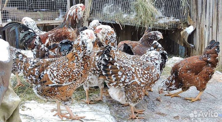 Продаю ия кур пород брама, орловская, павловская
