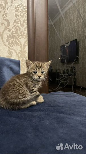 Котенок в добрые руки