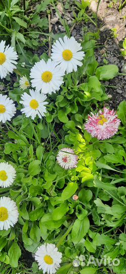 Маргаритки цветы