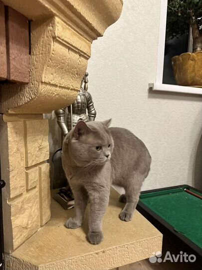 Британские котята