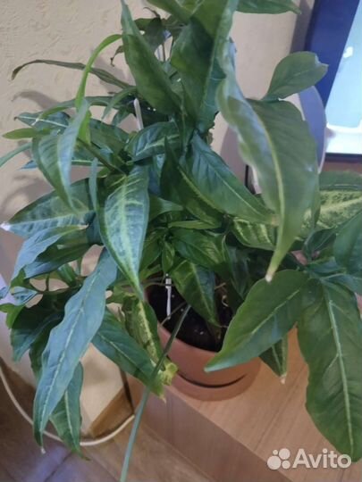 Домашние цветы