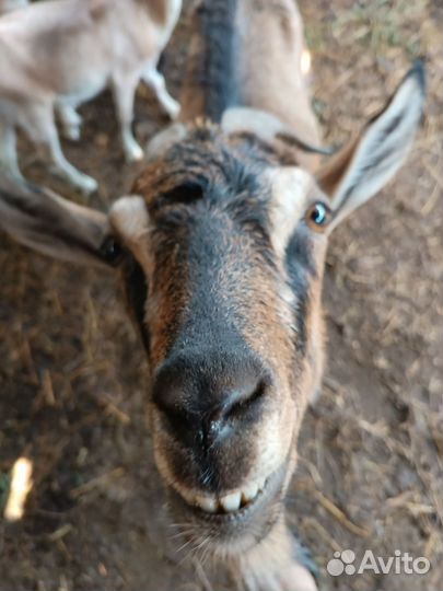 Коза дойная