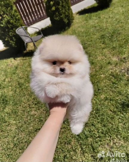 Померанский шпиц тип мишка мини