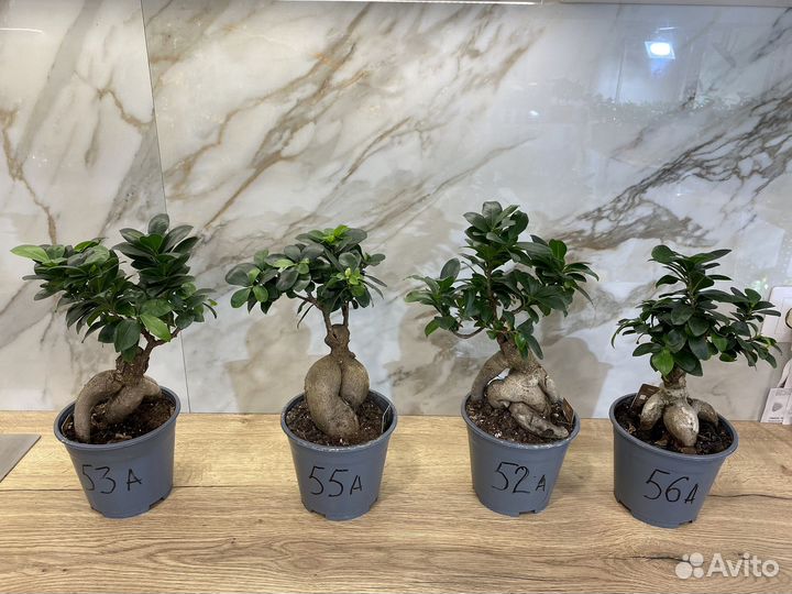 Мандариновое дерево