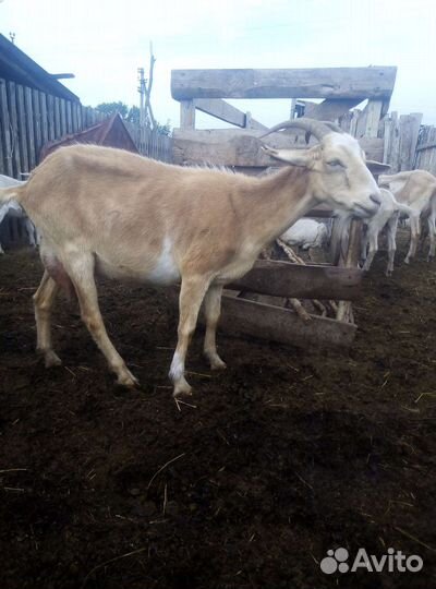 Козы дойные, козёл