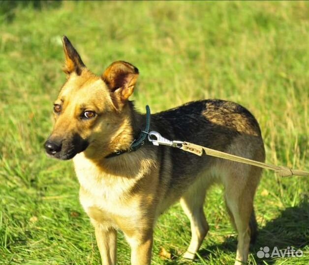 Собака из приюта в добрые руки бесплатно ищет дом