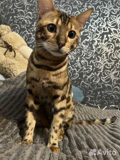 Бенгальский кот вязка