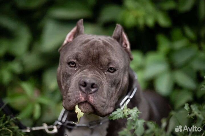 Булли покет мальчик