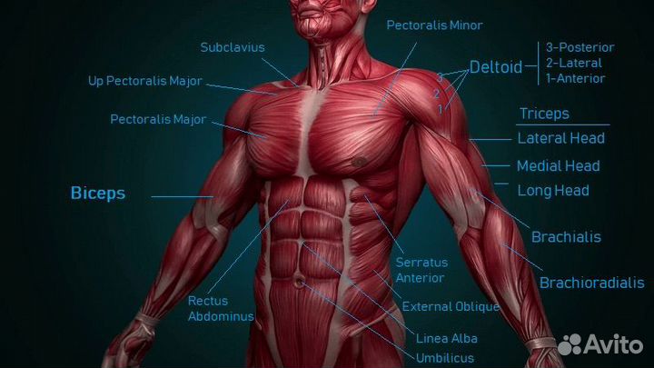Фитнес и тренажеры