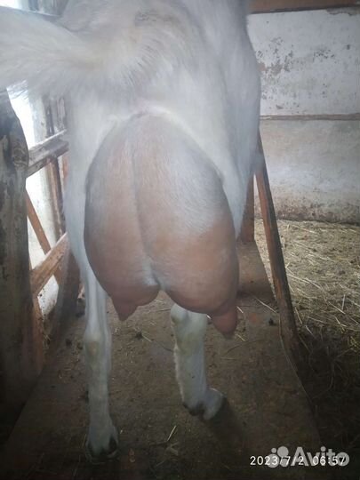 Козье молоко пос. Щепкин