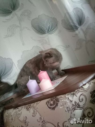 Кошка в дар