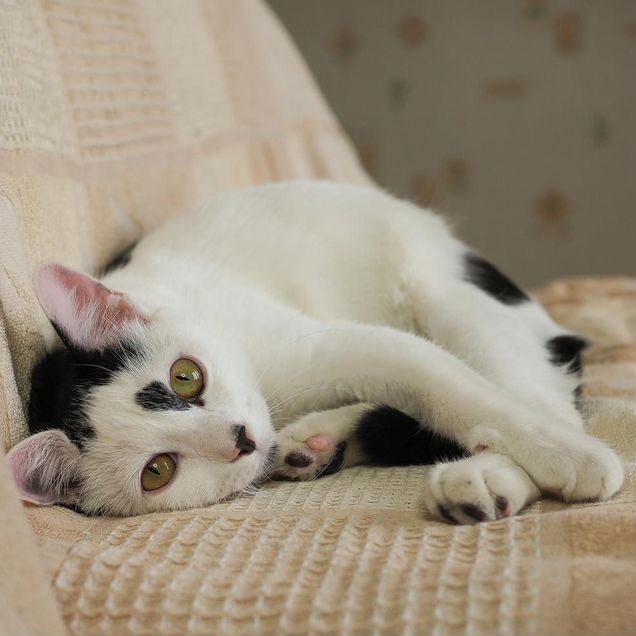 Котёнок в добрые руки