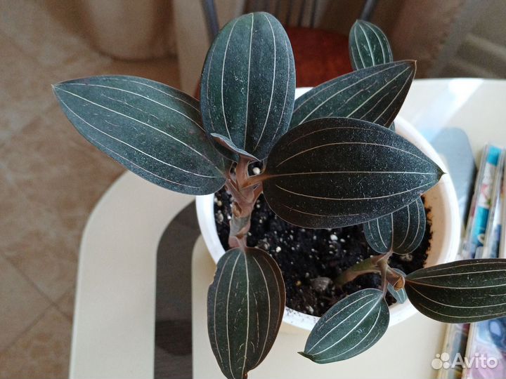 Орхидея драгоценная