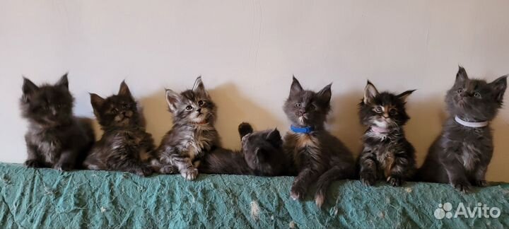 Котята мейн-кун