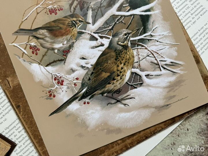 Репродукция. Птицы. Basil Ede. Дрозд