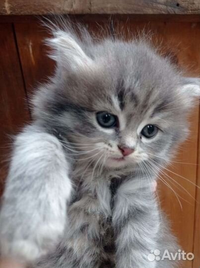 Кошки в добрые руки