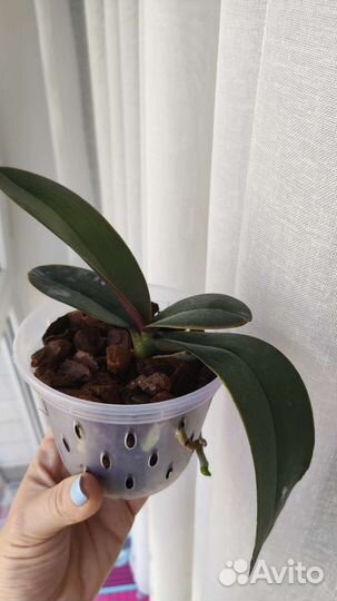 Фаленопсис Pudding Puppy