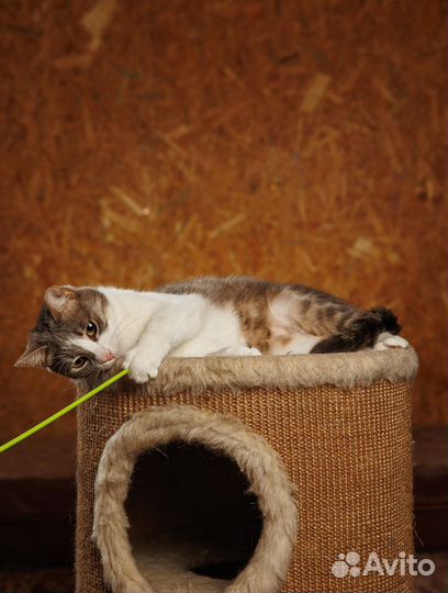 Представляем вашему вниманию очаровательного Макса