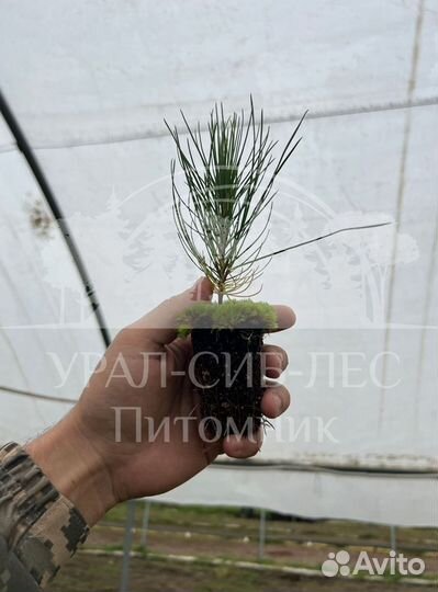 Предзаказ Горная сосна Мугус зкс сеянцы