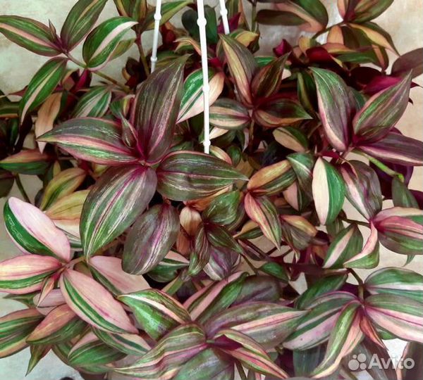 Традесканция