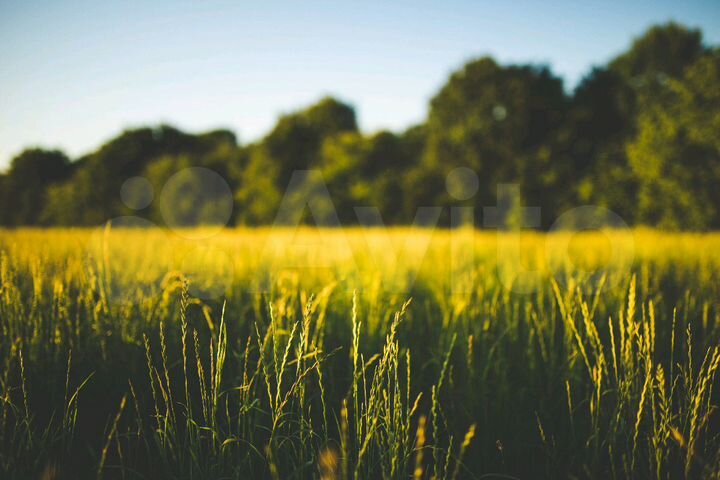 Участок 7 га (СНТ, ДНП)