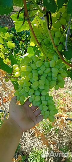 Виноград разные сорта