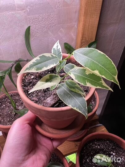 Фикус бенджамина пестролистный. Цветок