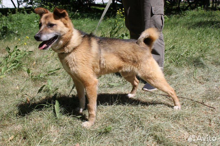 Радик надеется на добрый дом