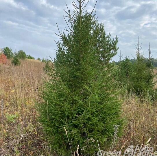 Ель обыкновенная