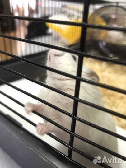 Продаю хомяку с клеткой