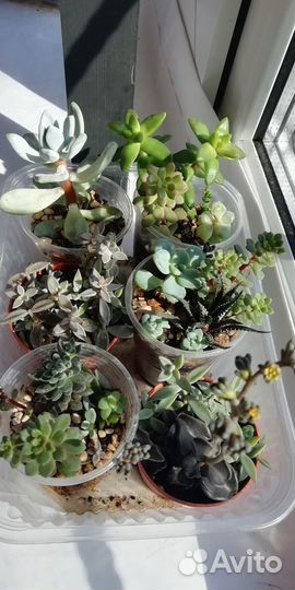 Суккуленты садик, микс