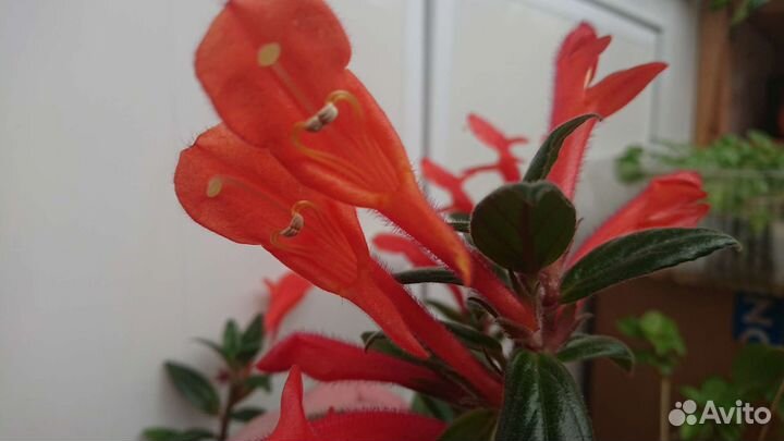 Гипоцирты, Колумнеи, Эсхинантусы